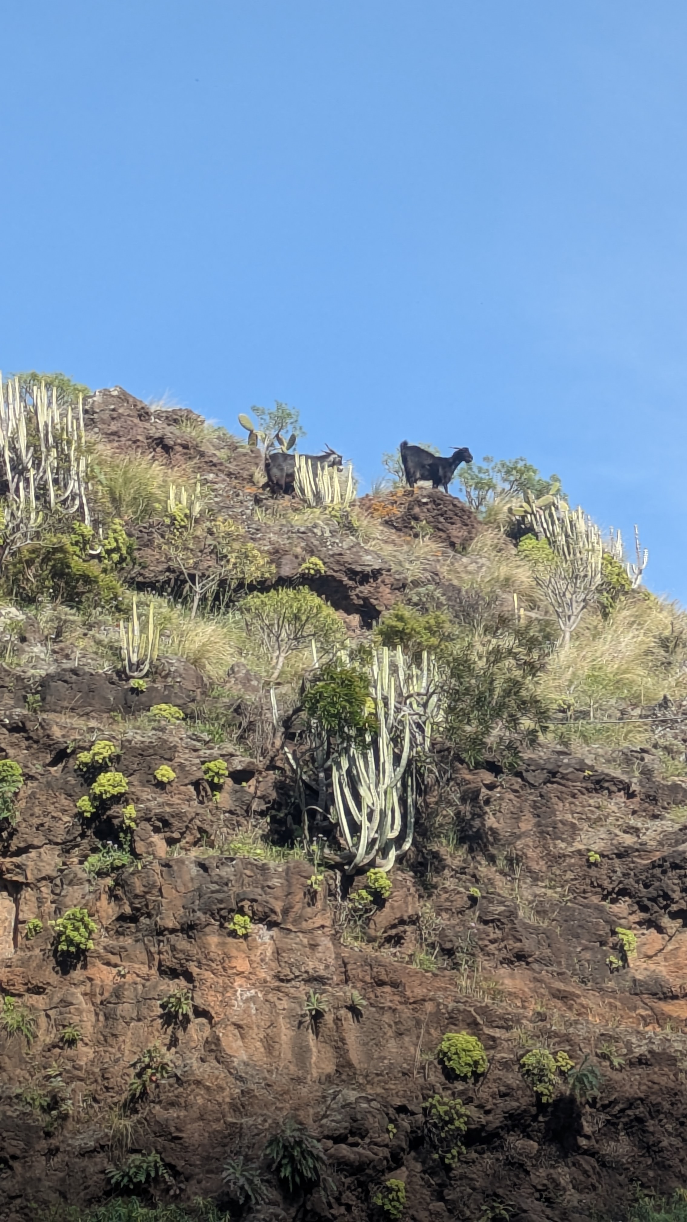 Goats on the barranco cliffs