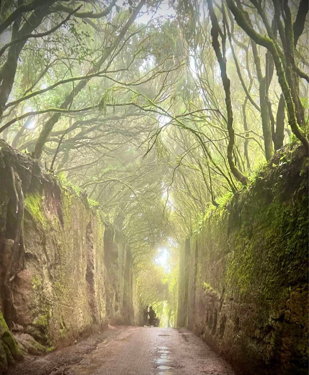 Laurel tree tunnel